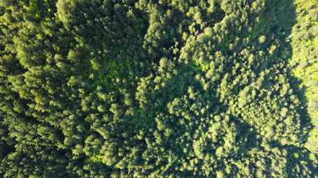 4K森林松树绿色生态大自然.