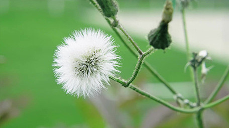 4K实拍春天田野里的花朵视频素材