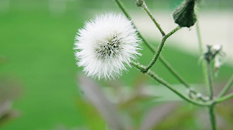 4K实拍春天田野里的花朵视频素材