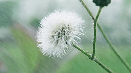 4K实拍春天田野里的花朵视频素材