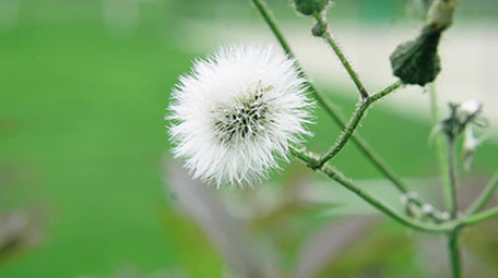 4K实拍春天田野里的花朵视频素材