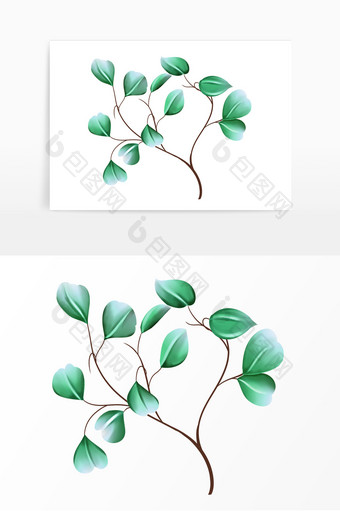 小清新植物桉树尤加利图片