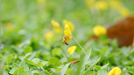 蝴蝶蜜蜂昆虫采蜜花朵特写