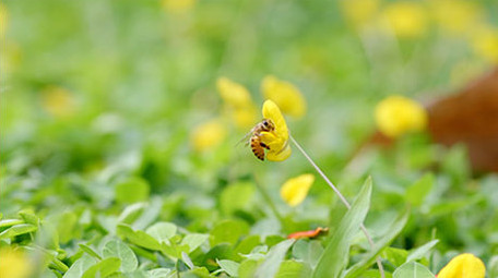 蝴蝶蜜蜂昆虫采蜜花朵特写