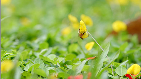 蝴蝶蜜蜂昆虫采蜜花朵特写