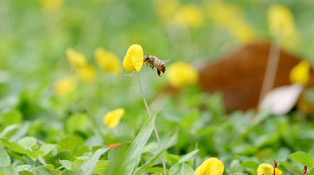 蝴蝶蜜蜂昆虫采蜜花朵特写