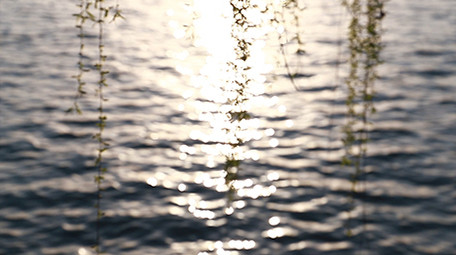 实拍湖边的垂柳春天的梨花