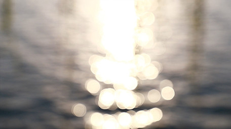 实拍湖边的垂柳春天的梨花