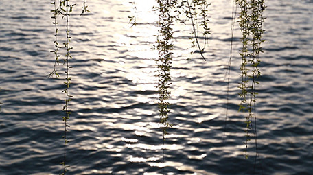 实拍湖边的垂柳春天的梨花