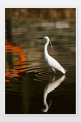 夏日湖中动物鸟类白鹭摄影图图片
