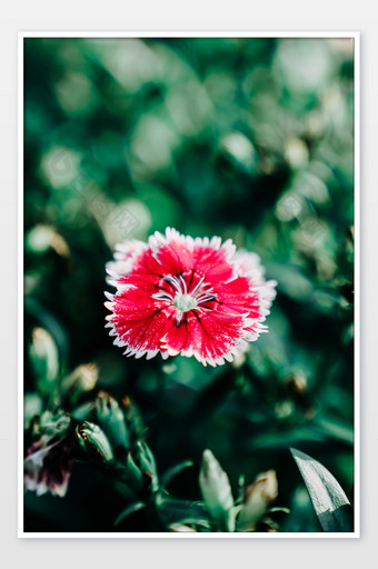 夏日夏至植物花卉摄影图图片