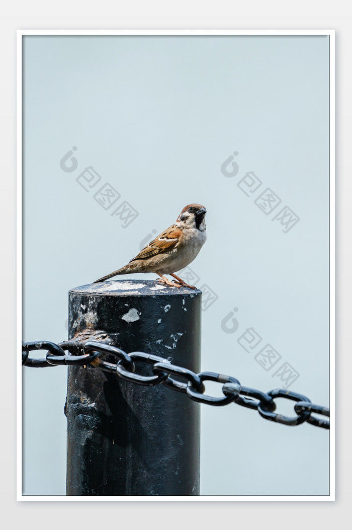 动物鸟类麻雀夏日摄影图图片图片