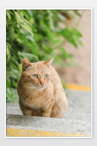 宠物萌宠猫咪橘猫摄影图图片