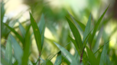 自然风光草地春天气息花花草草阳光