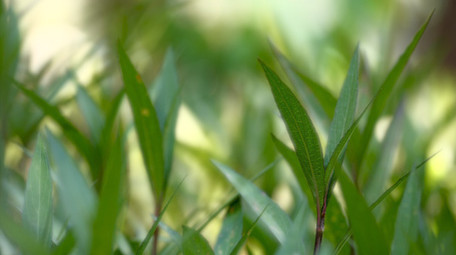 自然风光草地春天气息花花草草阳光