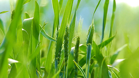 实拍视频绿油油的小麦