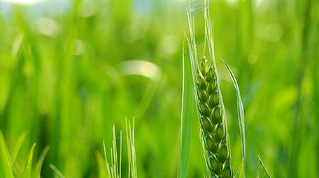 实拍视频绿油油的小麦