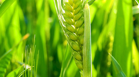 实拍视频绿油油的小麦