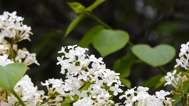 实拍视频丁香花开放