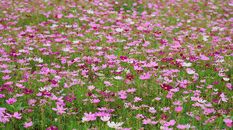 4k唯美格桑花花朵植物空镜风景写意