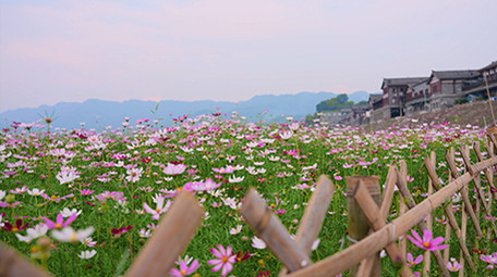 4k唯美格桑花花朵植物空镜风景写意