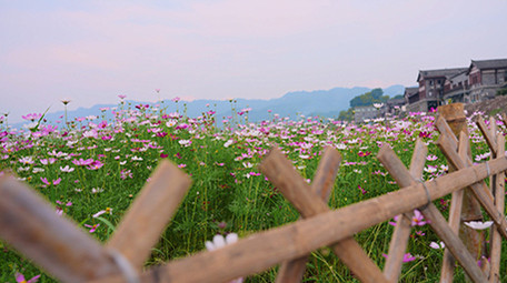 4k唯美格桑花花朵植物空镜风景写意