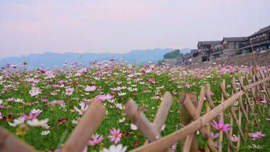 4k唯美格桑花花朵植物空镜风景写意