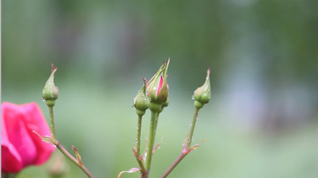 自然风光美丽花朵花草自然环境春天