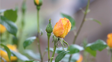 自然风光美丽花朵花草自然环境春天