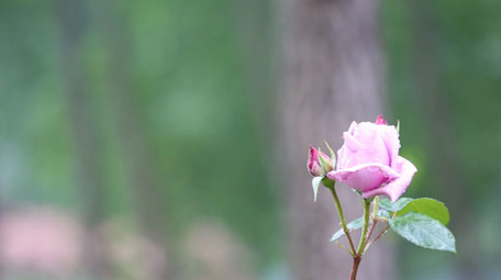 自然风光美丽花朵花草自然环境春天