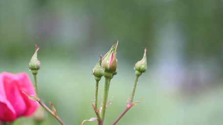 自然风光美丽花朵花草自然环境春天