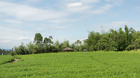 4k实拍茶园茶叶微风高山森林风光