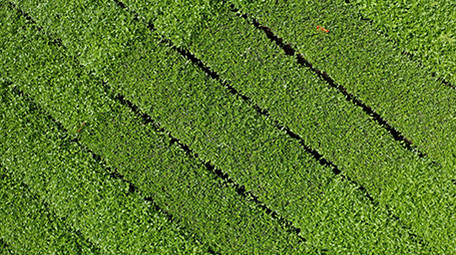 4k实拍茶园茶叶微风高山森林风光