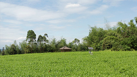 4k实拍茶园茶叶微风高山森林风光