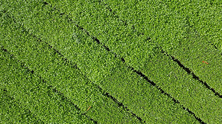 4k实拍茶园茶叶微风高山森林风光