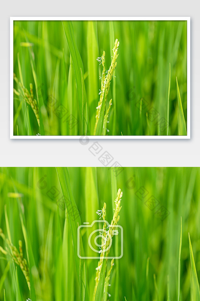 抽穗的禾苗稻田绿色图片图片