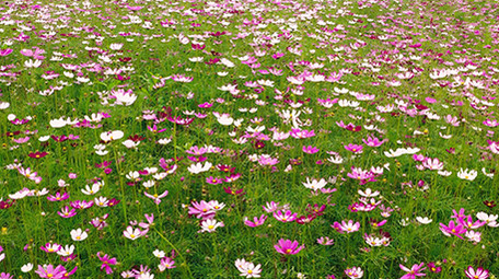 4k航拍大片唯美艳丽格桑花花海植物风景