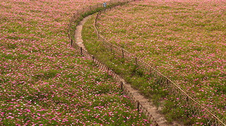 4k航拍大片唯美艳丽格桑花花海植物风景