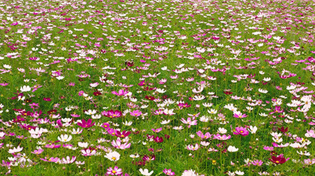 4k航拍大片唯美艳丽格桑花花海植物风景