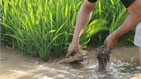 行业职业插秧农民水稻丰收种植业