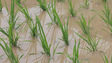 行业职业插秧农民水稻丰收种植业