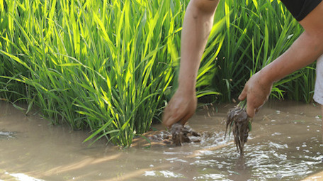 行业职业插秧农民水稻丰收种植业