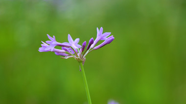 郊区野蒜开花实拍视频