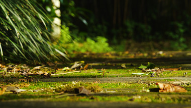 写意素材自然环境花草树木下雨特写
