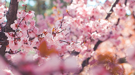 实拍4K春天柳树发芽柳絮植物视频素材