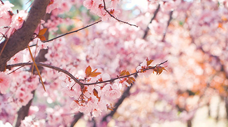 实拍4K春天柳树发芽柳絮植物视频素材