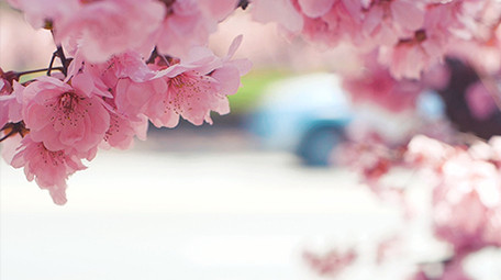 实拍4K春天柳树发芽柳絮植物视频素材