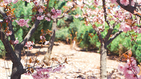实拍4K春天柳树发芽柳絮植物视频素材