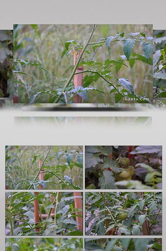西红柿种植实拍视频图片
