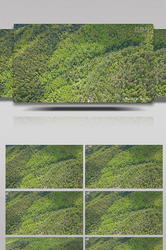4K航拍中国波密湿地原始森林植被风光图片